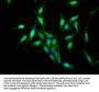 S100A9 Antibody
