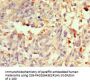 S100B Antibody