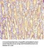 S100G Antibody