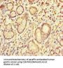 S100G Antibody