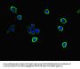 S100G Antibody