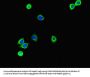 S100P Antibody