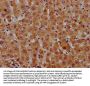 SAA2 Antibody