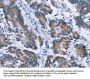 PLIN1 Antibody