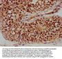 SAGE1 Antibody