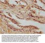 SAGE1 Antibody