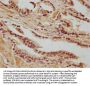 SAGE1 Antibody