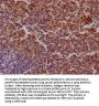 SAMHD1 Antibody
