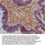 SAMHD1 Antibody