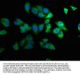 SBK2 Antibody
