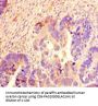 SCG2 Antibody