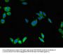 SCGB1A1 Antibody