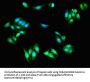 SCIN Antibody