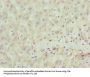 SCLT1 Antibody