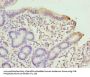 SCLT1 Antibody