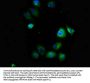 SCN1B Antibody