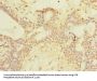 SCNM1 Antibody