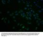SCNN1D Antibody