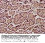 ENTR1 Antibody