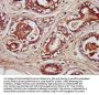 ENTR1 Antibody