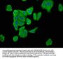 ENTR1 Antibody