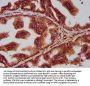 SEC14L2 Antibody