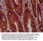 SEC14L2 Antibody