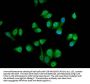 SEC14L2 Antibody