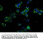 SELP Antibody