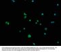 SEMA4F Antibody