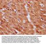 SERF1A Antibody