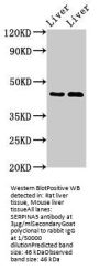 SERPINA5 Antibody