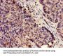 SERPINA5 Antibody