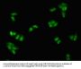 SERPINA5 Antibody
