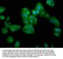 SERPINB4 Antibody