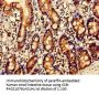 SERPINC1 Antibody