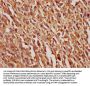 SERPINF1 Antibody