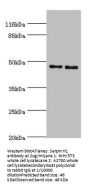 SERPINH1 Antibody