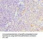 SERPINH1 Antibody