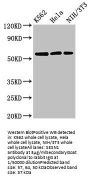 SESN1 Antibody