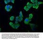 SESN2 Antibody
