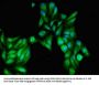 SFRP2 Antibody