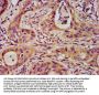 SFRP5 Antibody