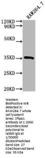 Sftpa1 Antibody