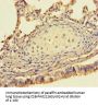 SEM1 Antibody
