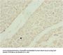 SHOX2 Antibody