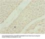 SHOX2 Antibody