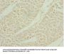 SHOX2 Antibody