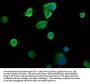 SIAH2 Antibody