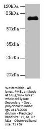 PMEL Antibody
